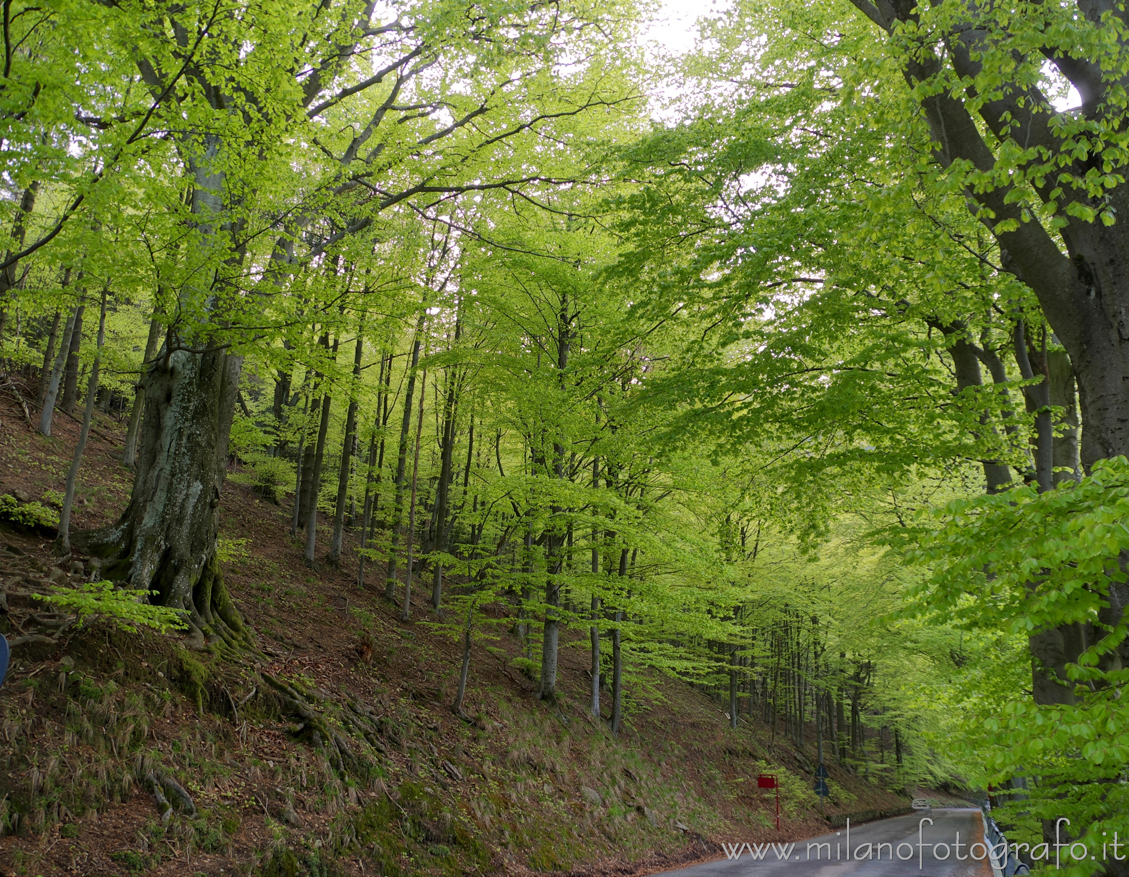 Biella - Bosco primaverile sulla strada per il Santuario di Oropa